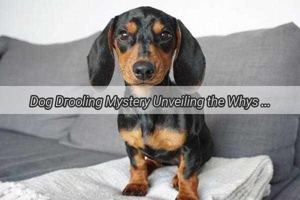 Dog Drooling Mystery Unveiling the Whys Behind Your Pups Slobbery Snacks